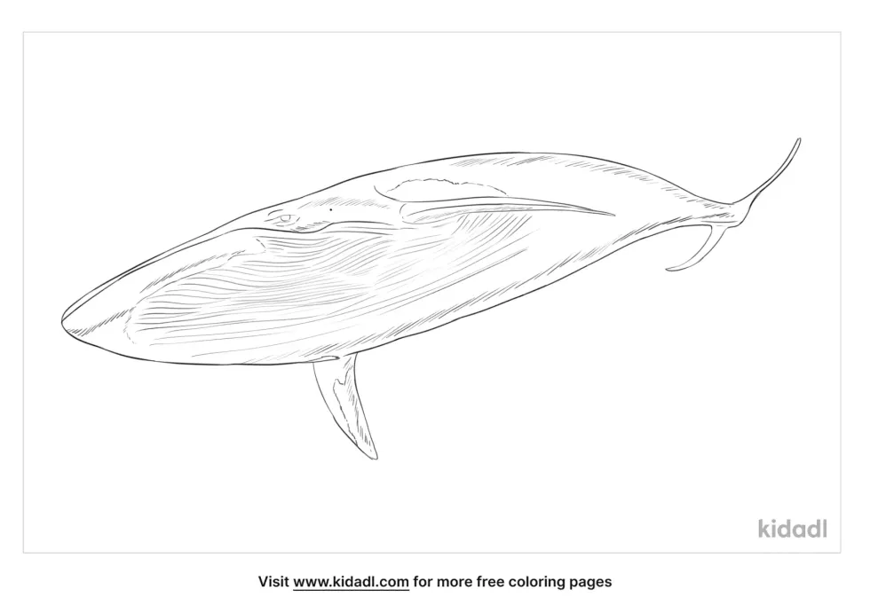 Pygmy Beaked Whale