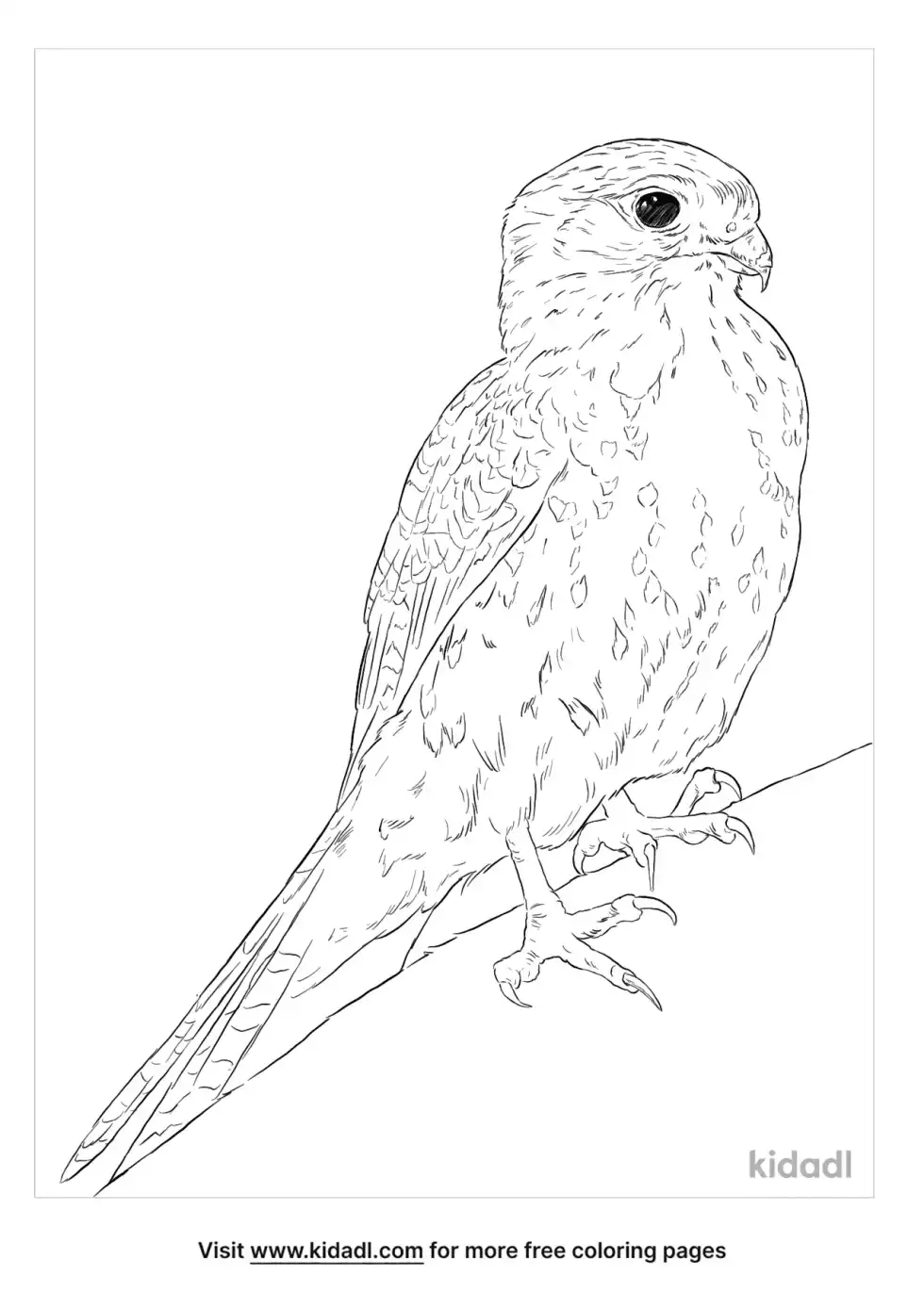 Mauritius Kestrel Coloring Page
