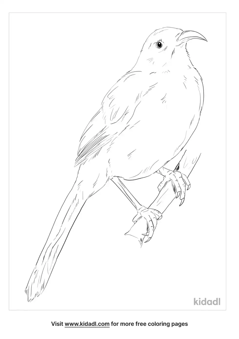 California Thrasher Coloring Page
