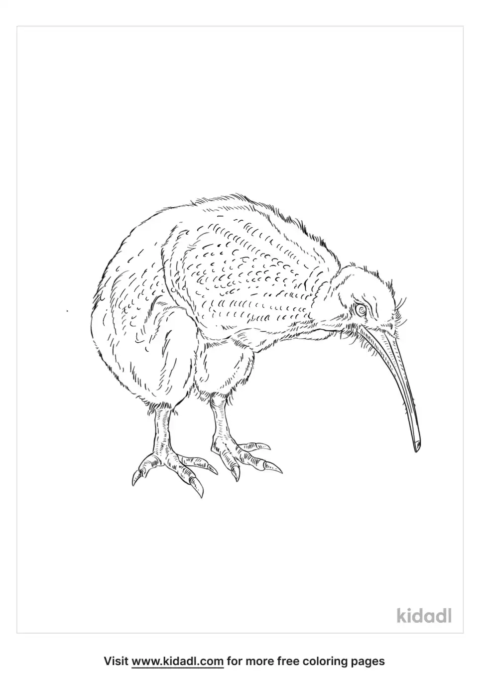 Little Spotted Kiwi Coloring Page