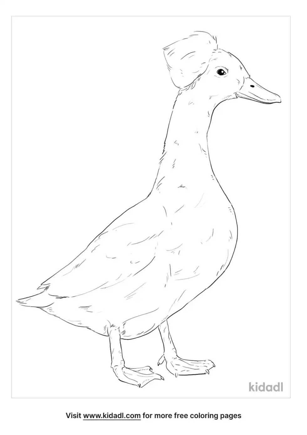 Crested Duck Coloring Page