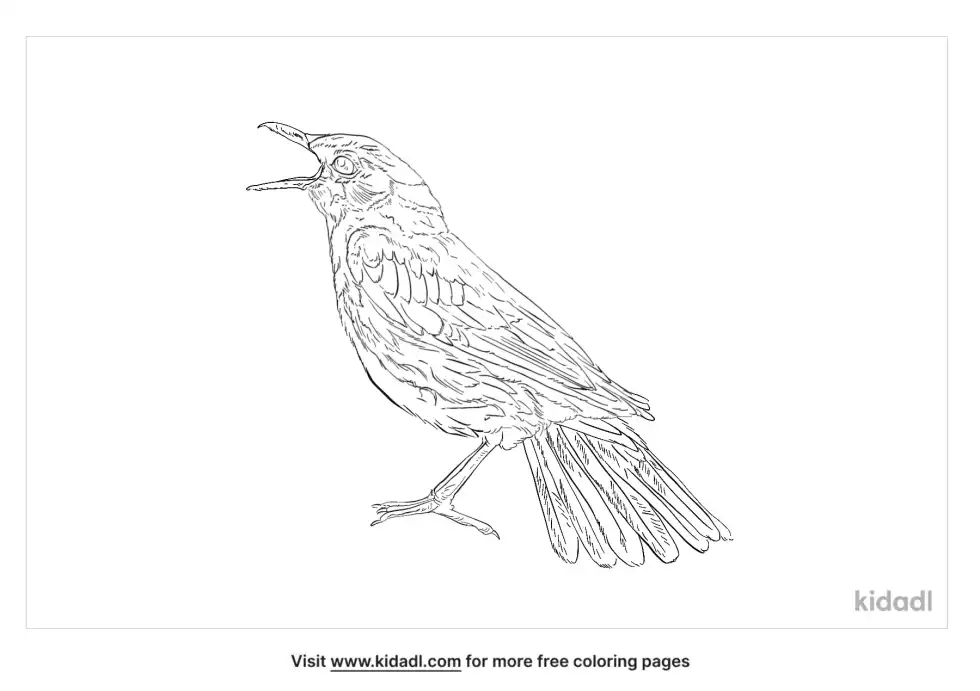 Blue Whistling Thrush Coloring Page