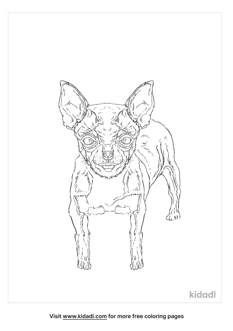 Teacup Chihuahua Coloring Page