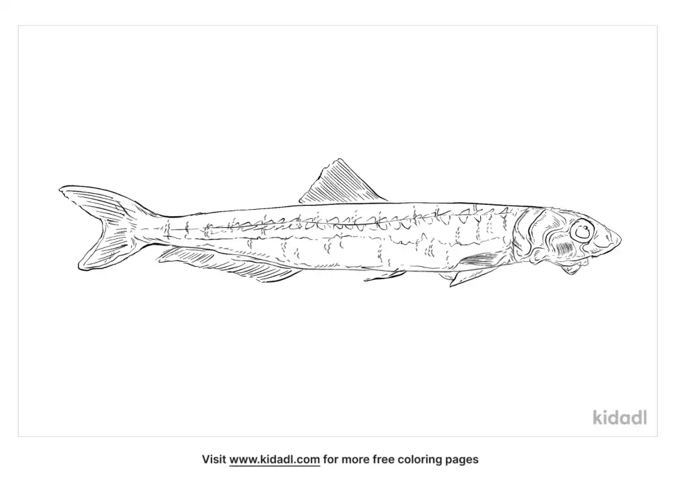 European Anchovy Coloring Page
