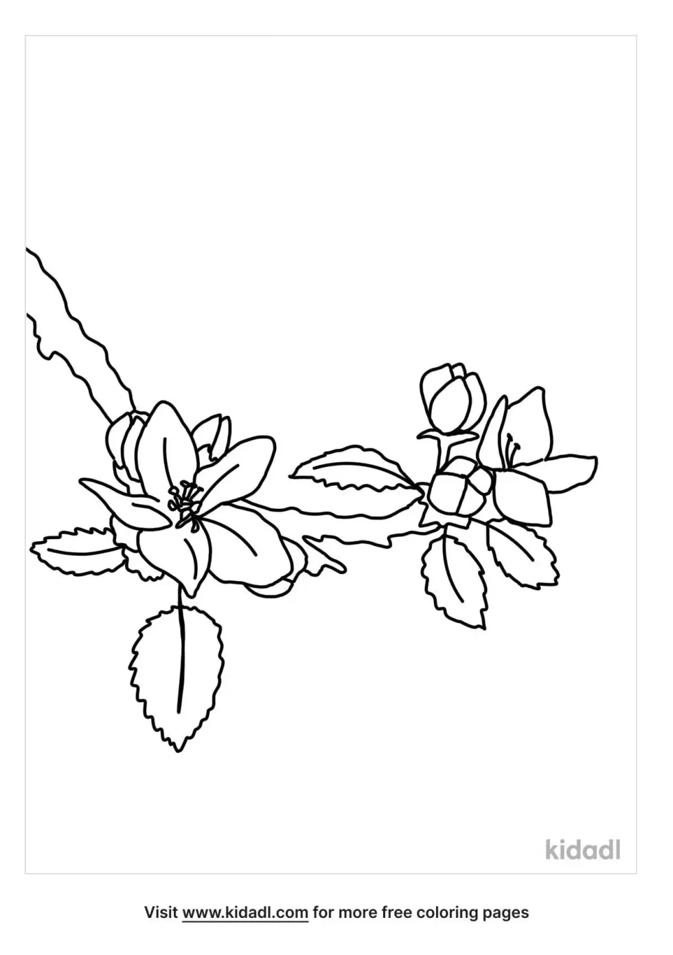 Apple Blossom Branch Coloring Page | Kidadl