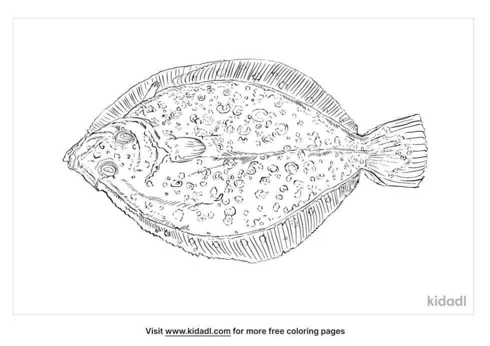 European Flounder Coloring Page