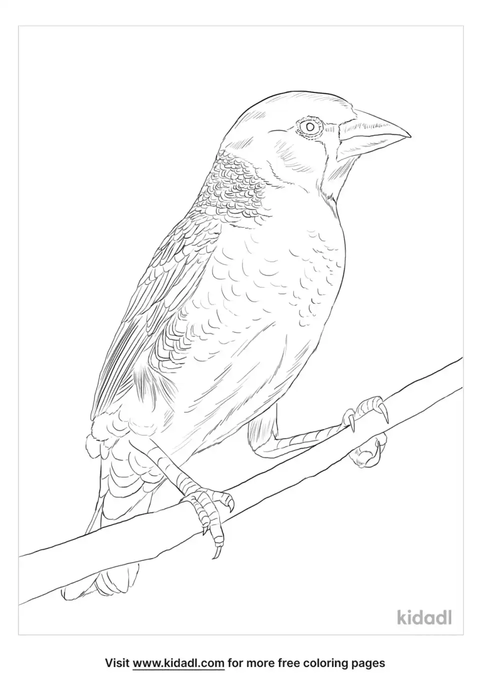 Sociable Weaver Coloring Page