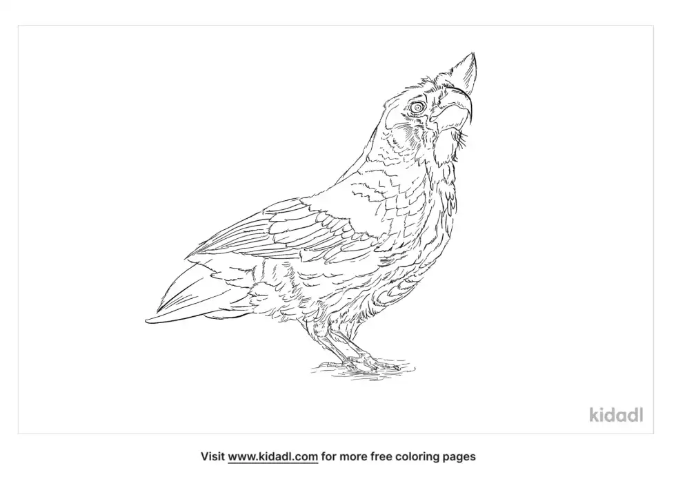 Little Corella Coloring Page