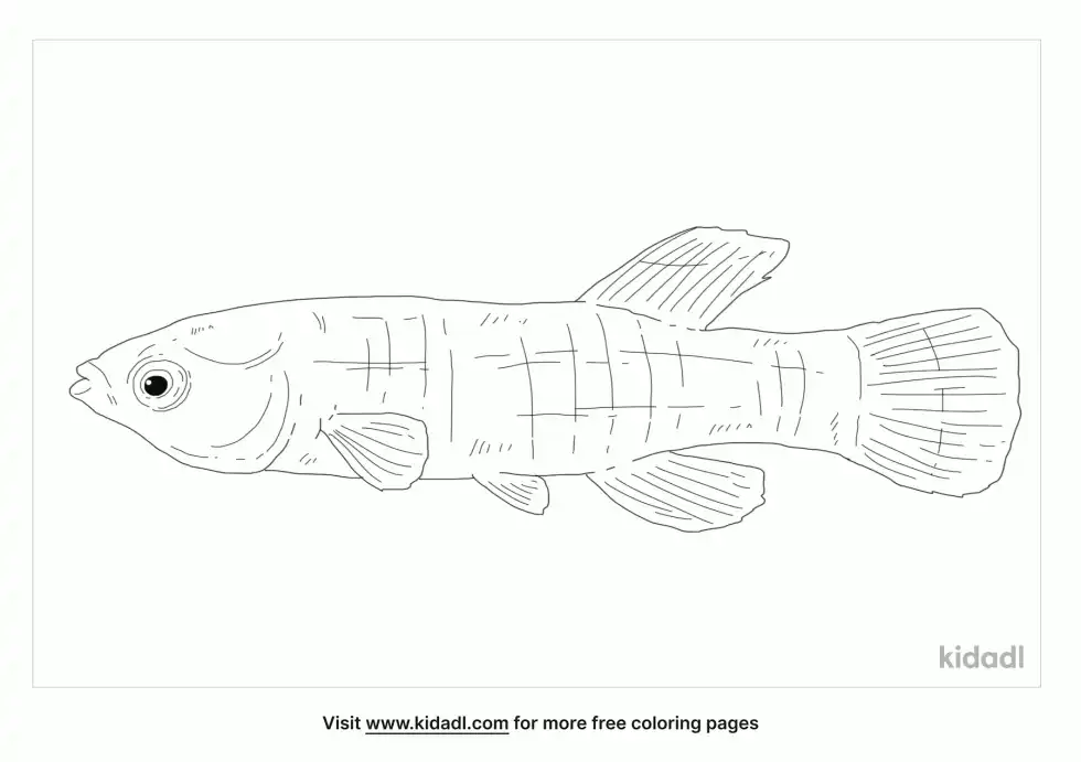 Gulf Killifish Coloring Page