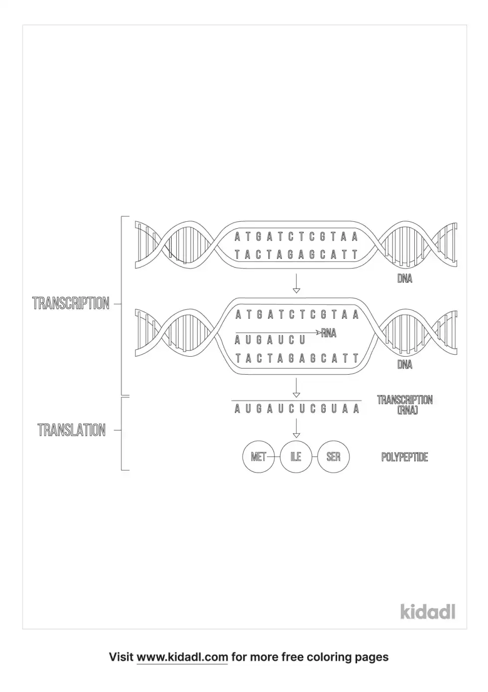 Dna Transcription Translation Coloring Page