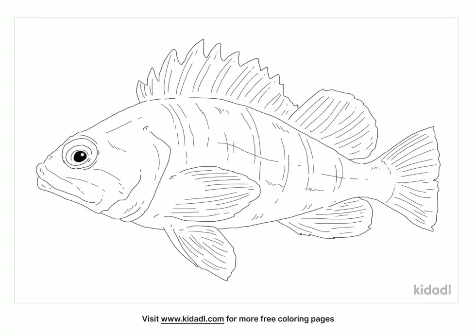 Copper Rockfish Coloring Page