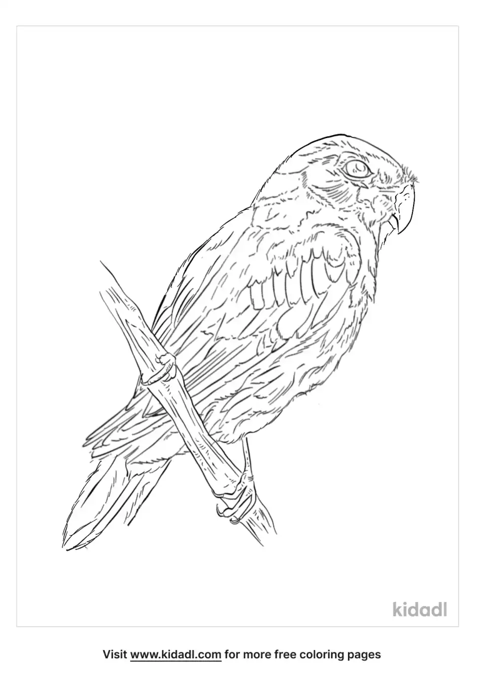 Blue-Winged Parrotlet Coloring Page