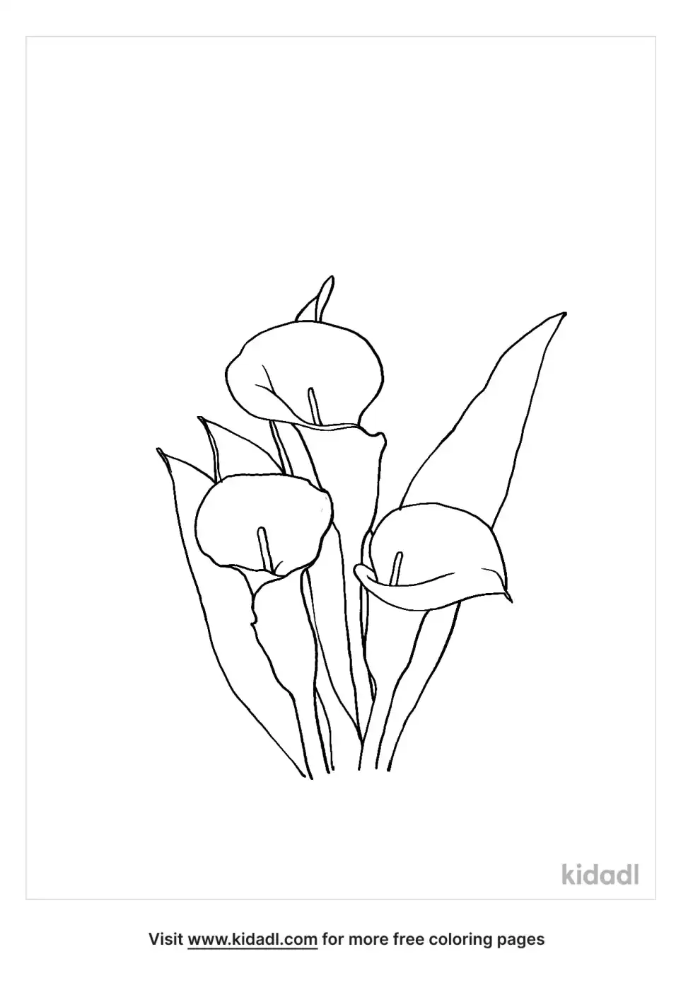 Calla Lily Coloring Page