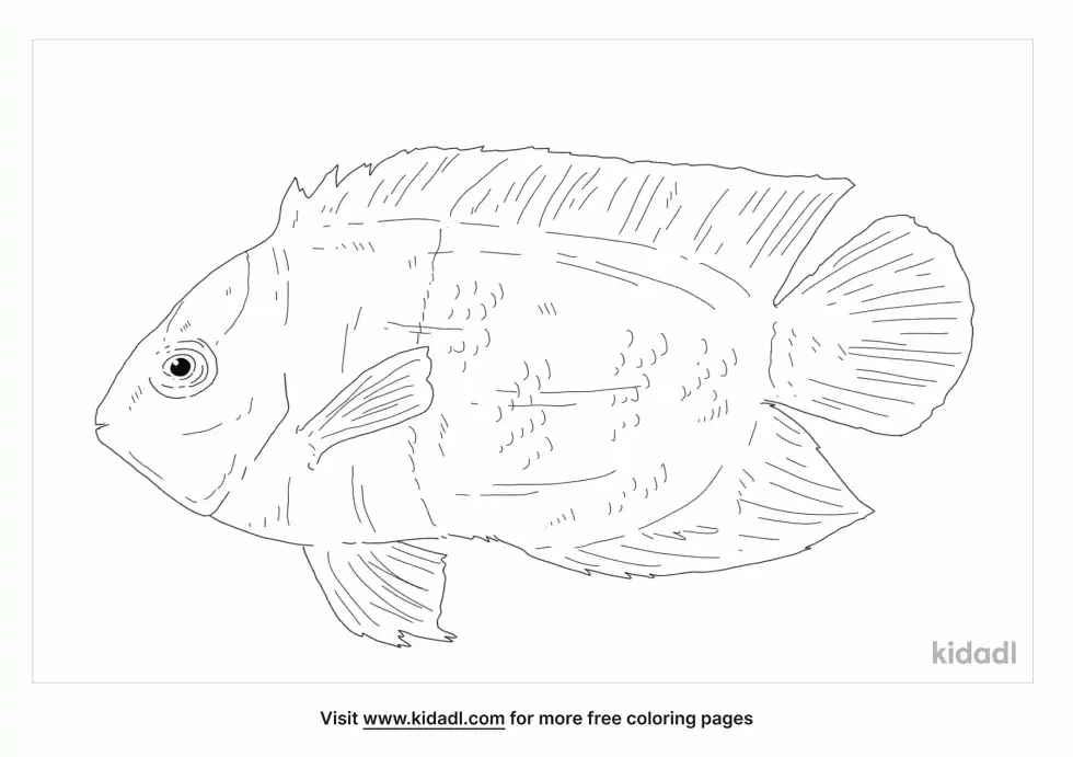Half Black Angelfish Coloring Page