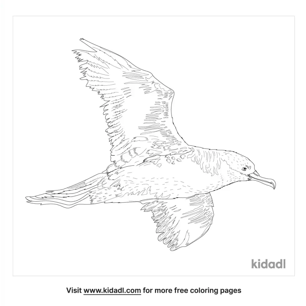 Shearwater Coloring Page