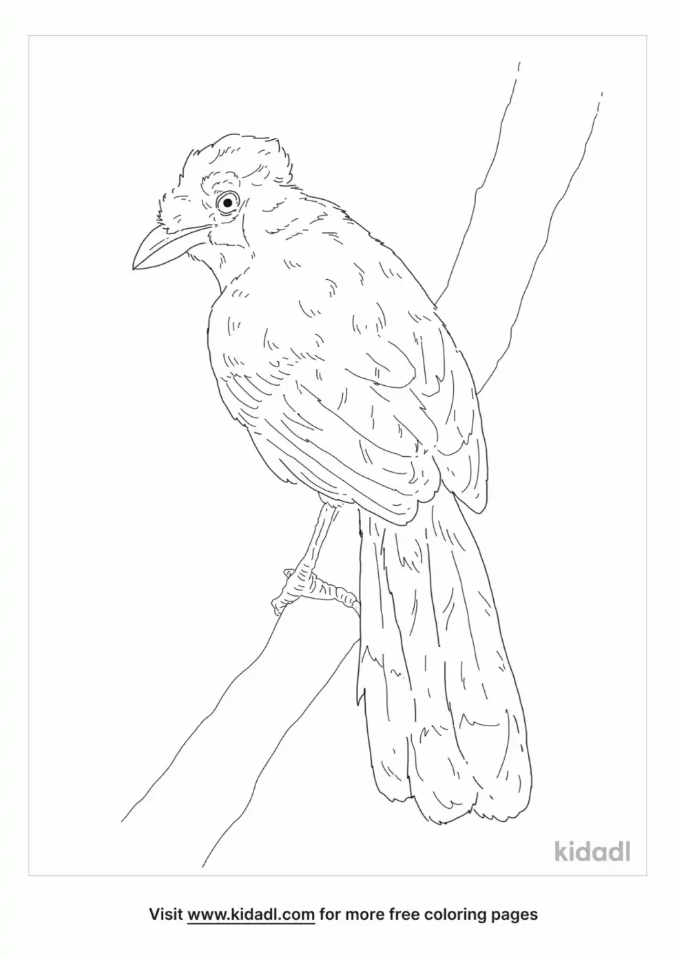 Crested Jay Coloring Page