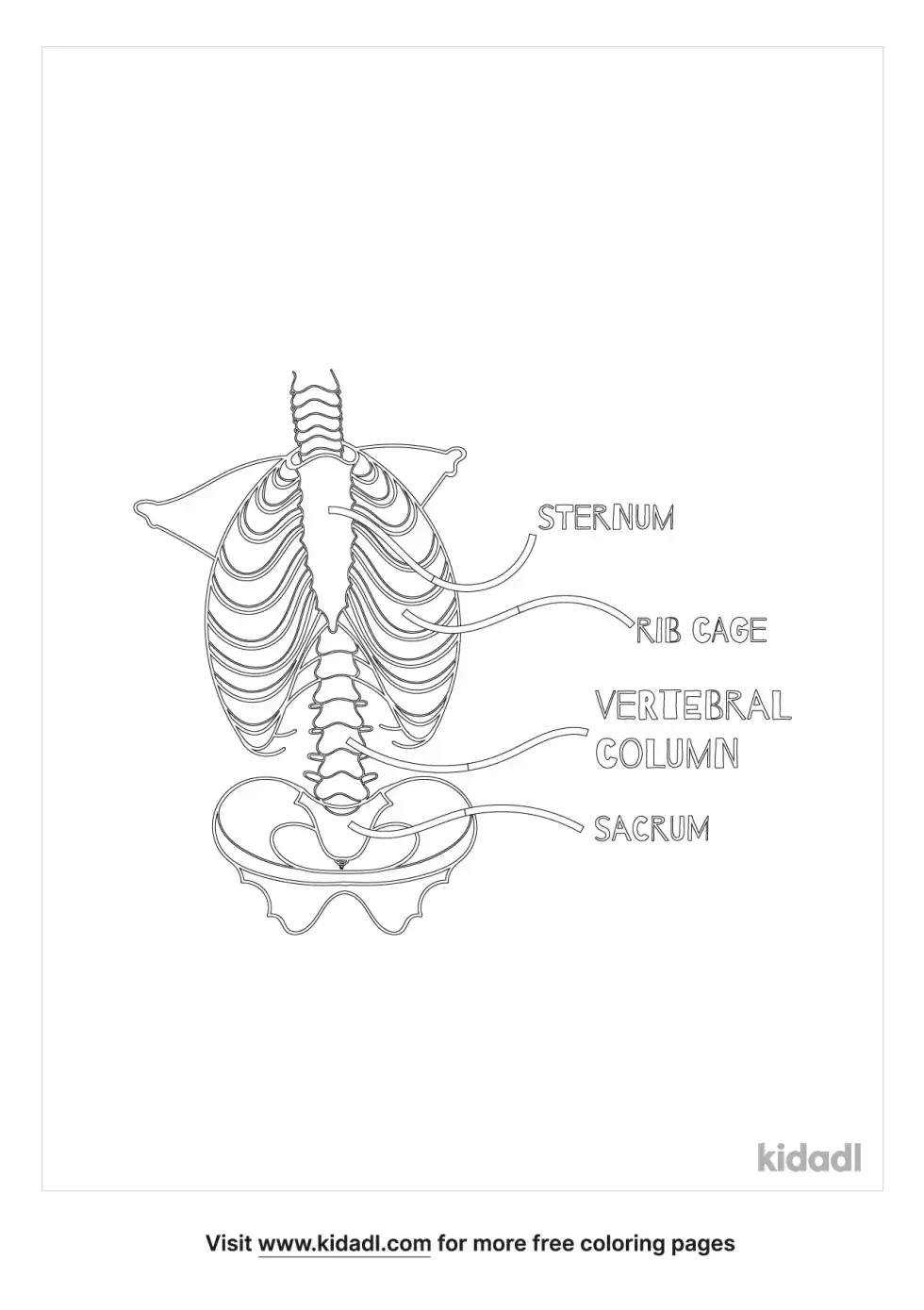 Vertebrae Ribs Sternum Kids Coloring Page