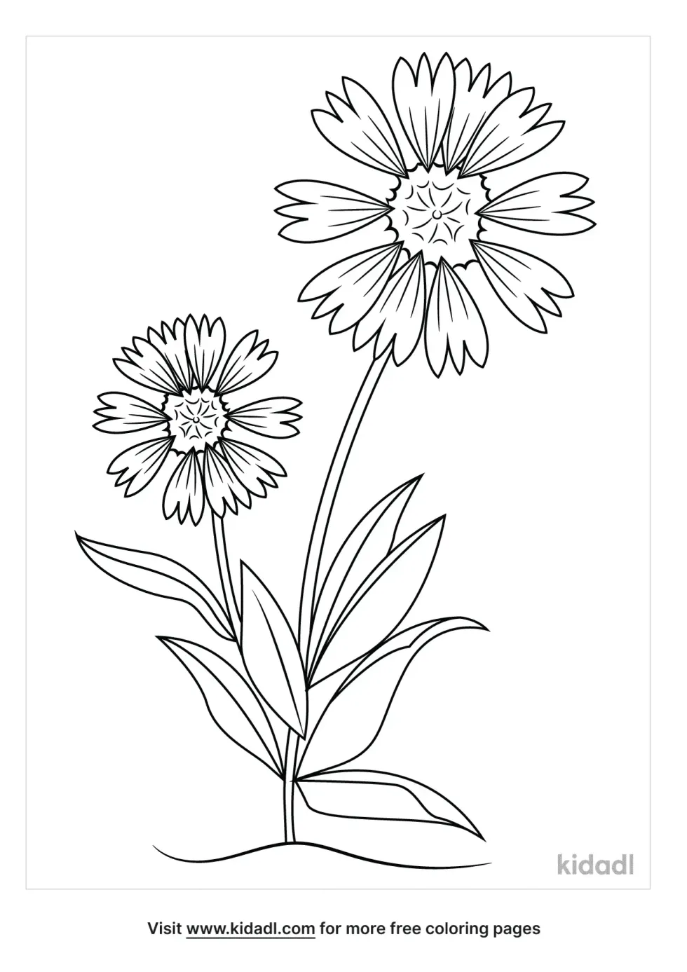 Firewheel Flower Coloring Page