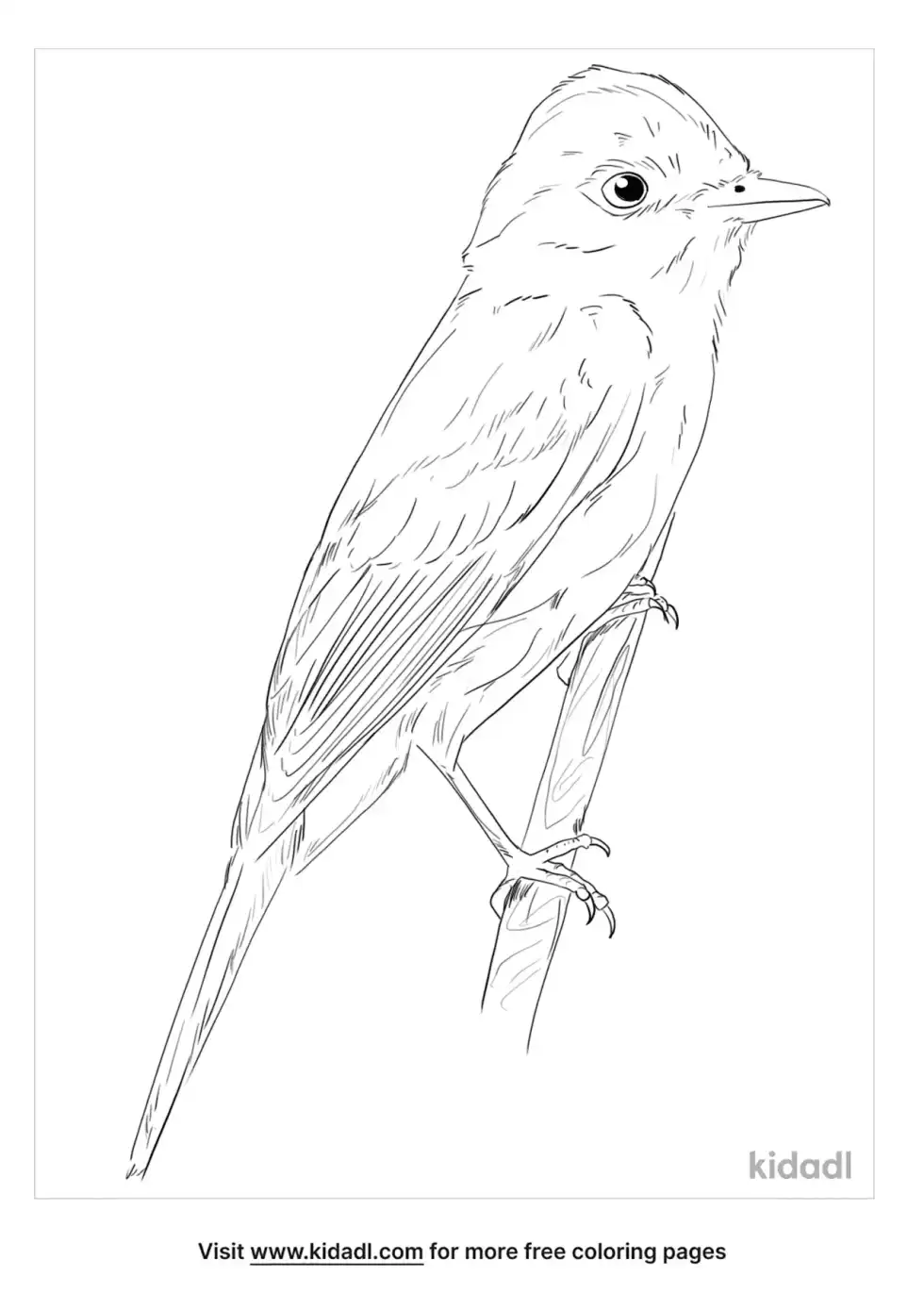 Southwestern Willow Flycatcher Coloring Page
