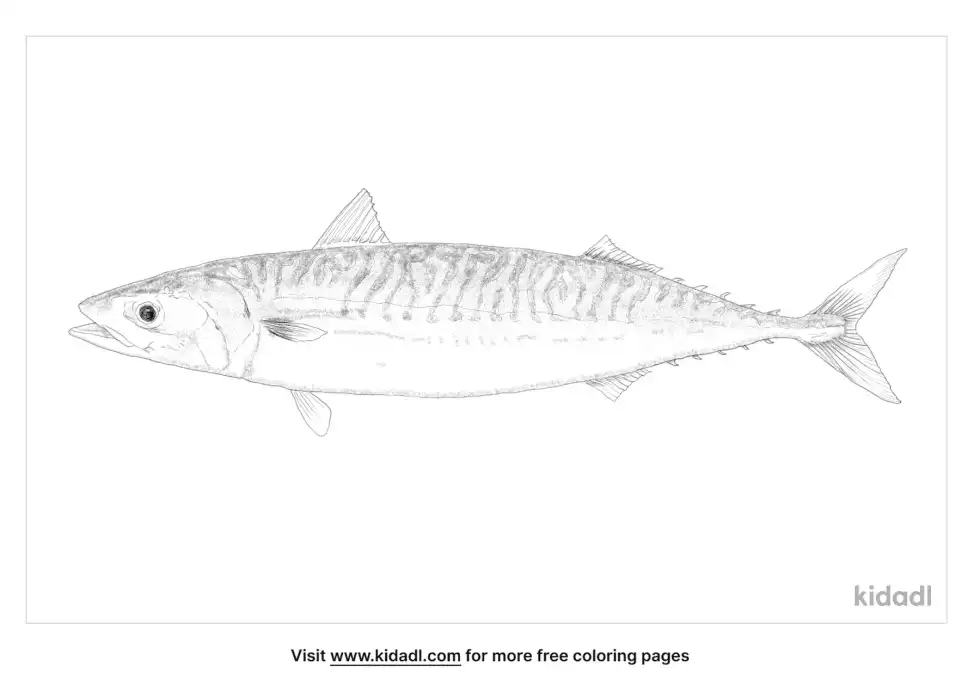 Blue Mackerel Coloring Page