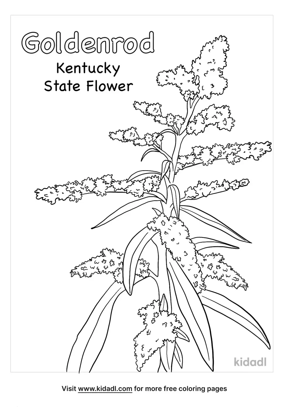 Kentucky State Flower Coloring Page