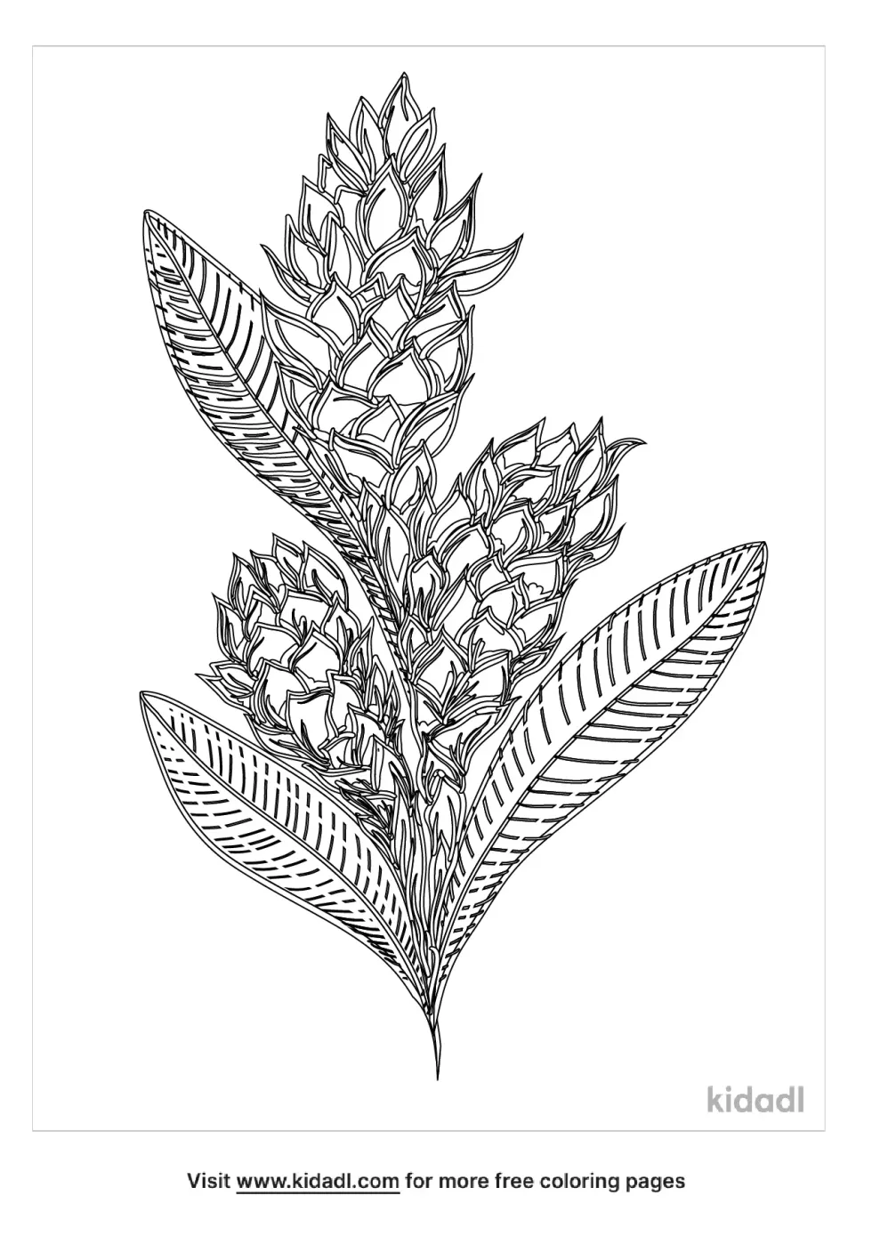 Ginger Flower Coloring Page