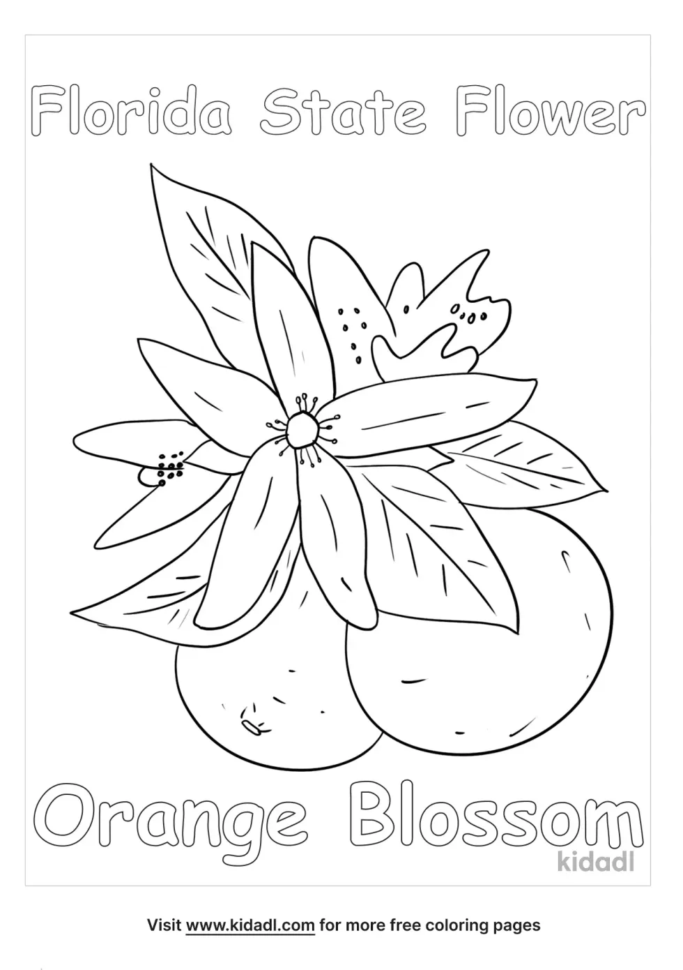 Florida State Flower Coloring Page
