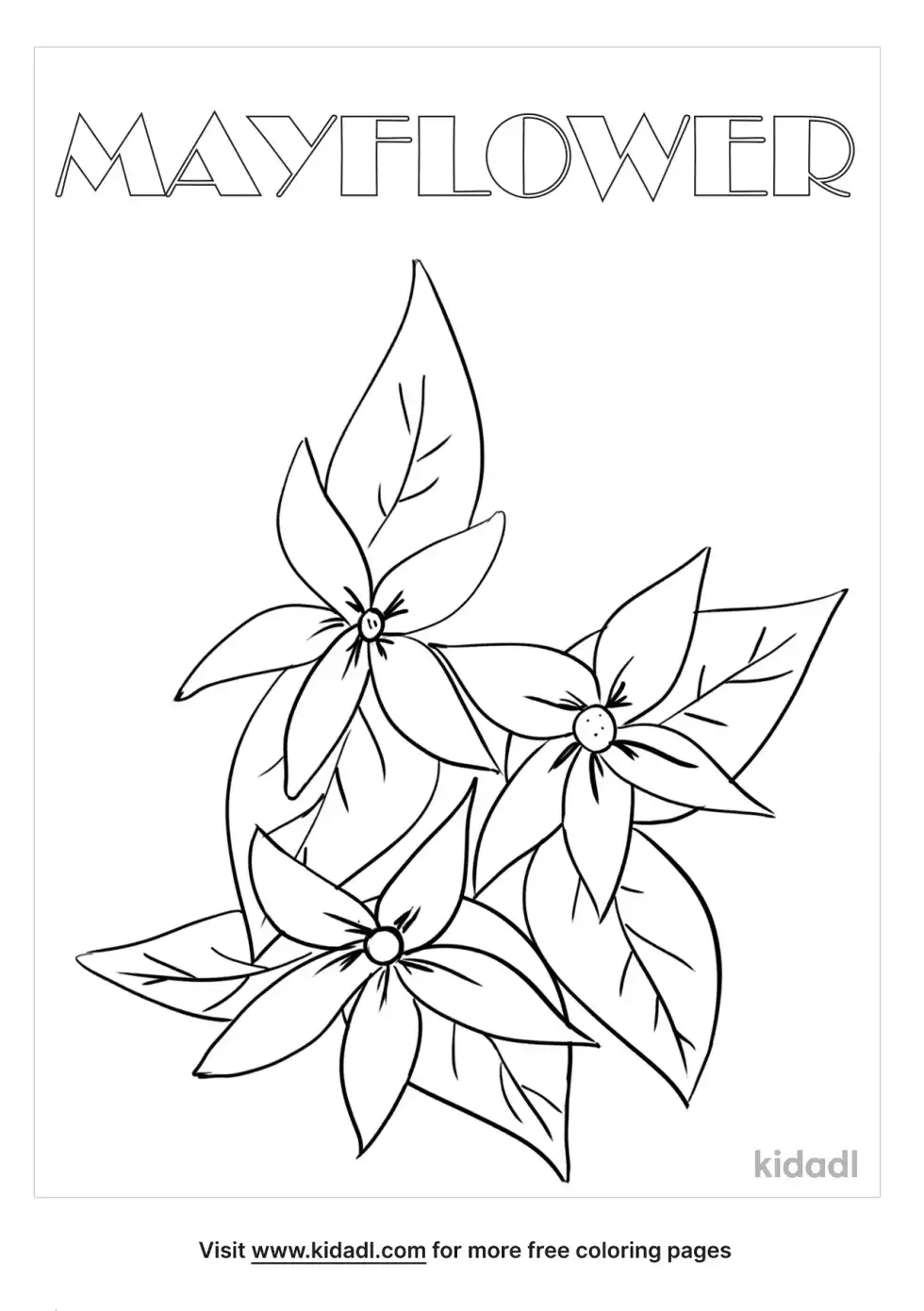 Massachusetts State Flower Coloring Page