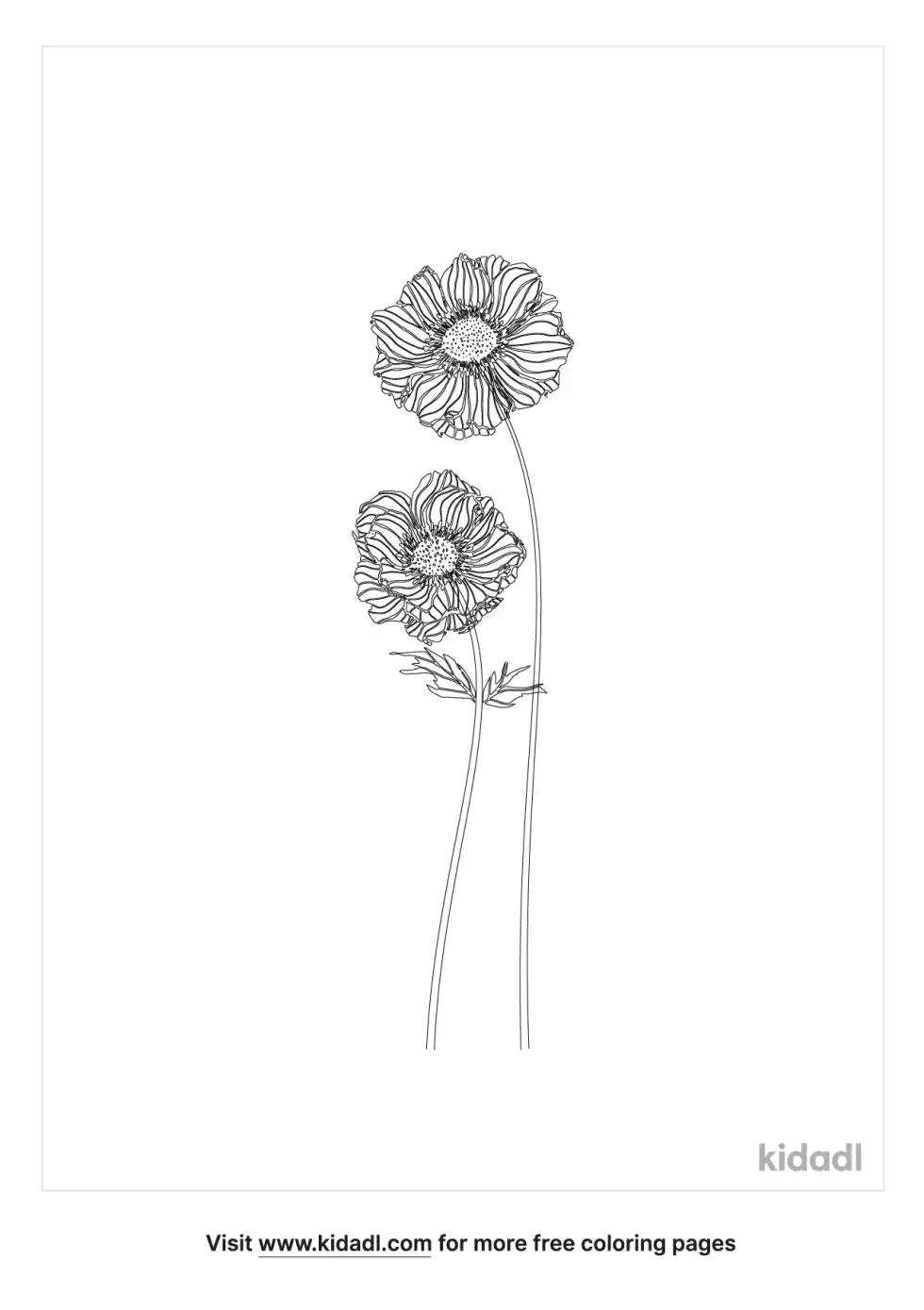 Anemone Flower Coloring Page