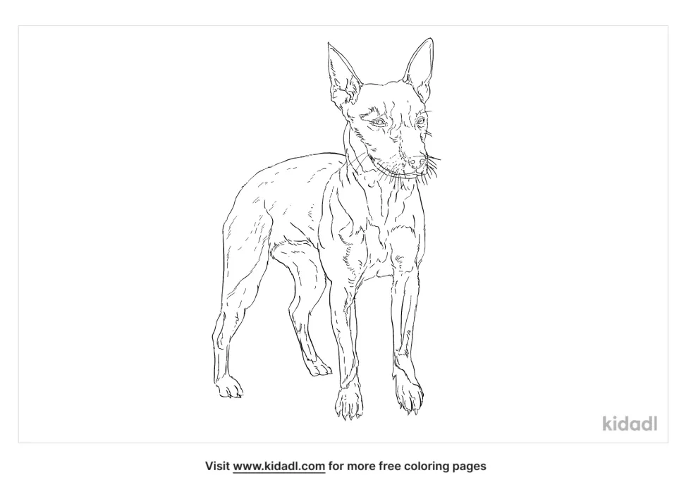 Feist Dog Coloring Page