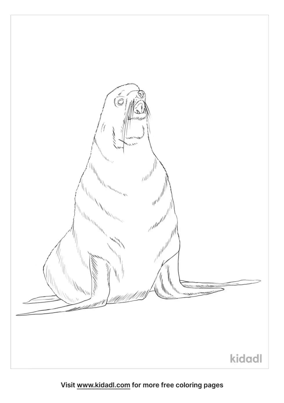Northern Fur Seal Coloring Page