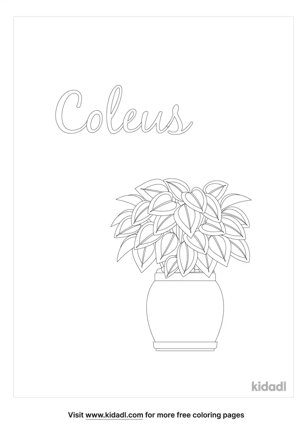 Coleus Coloring Page