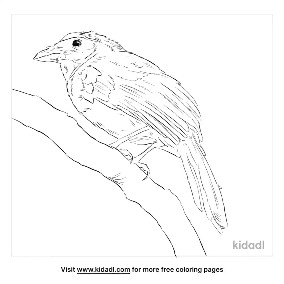 Turquoise Jay Coloring Page
