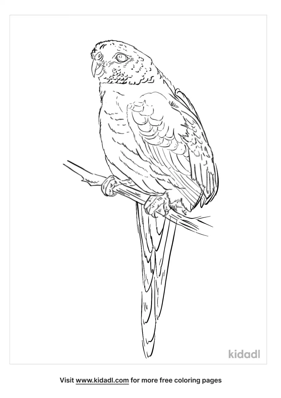 Elegant Parrot Coloring Page