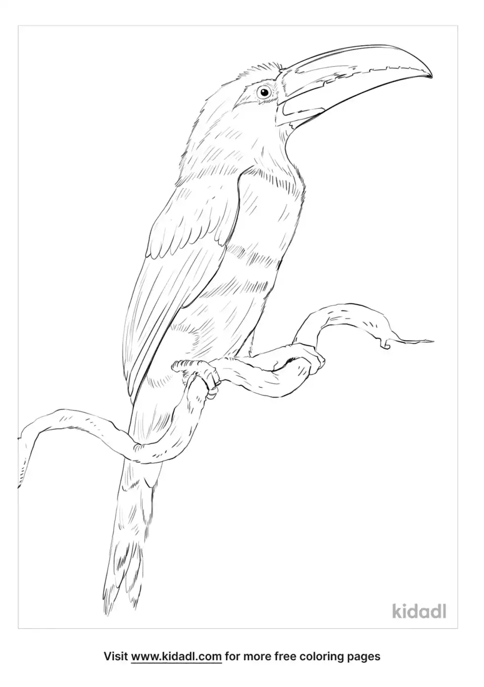 Chestnut Eared Aracari Coloring Page