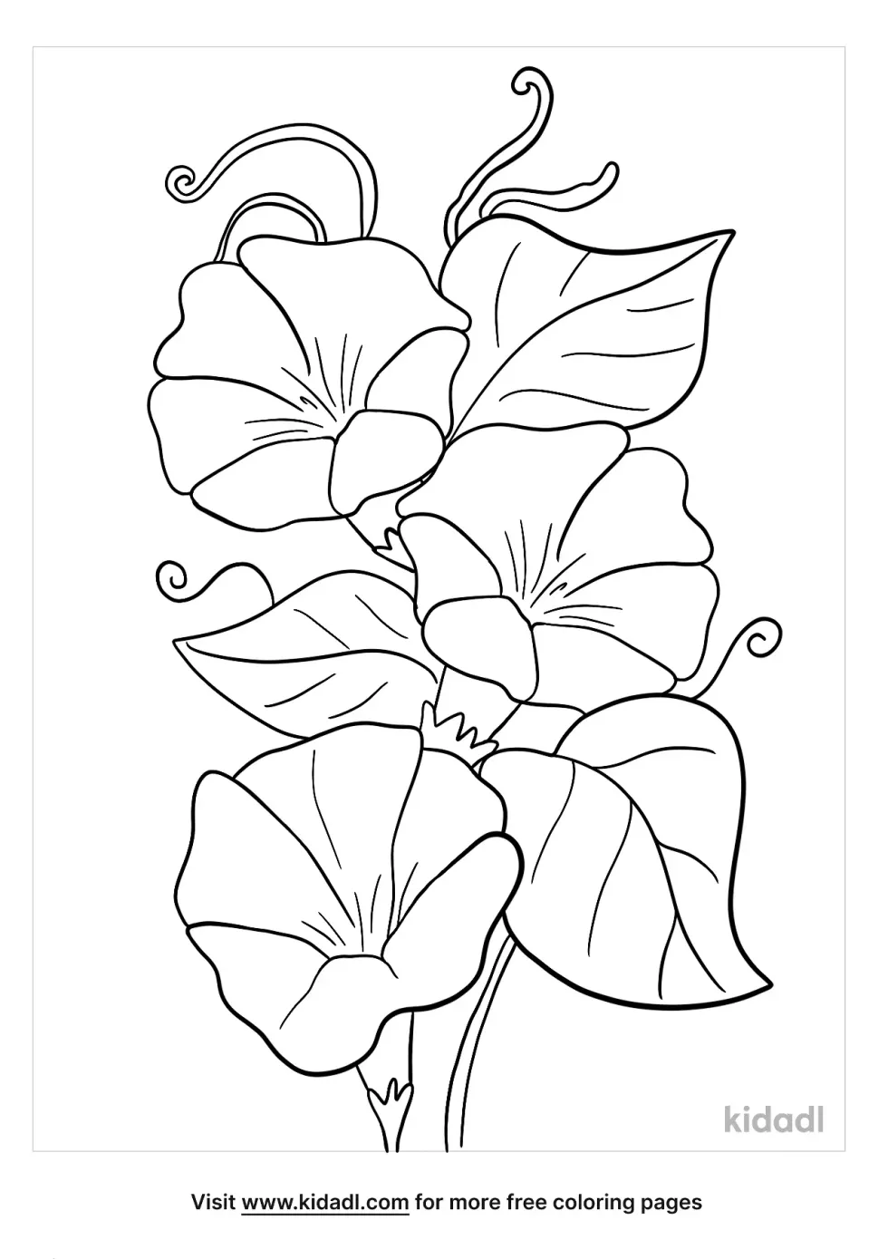 Morning Glory Coloring Page