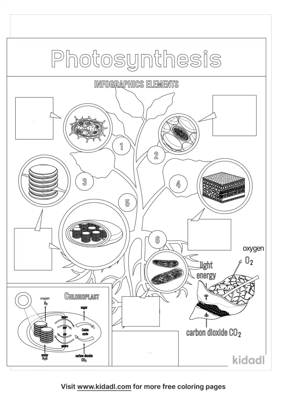 Photosynthesis Coloring Page