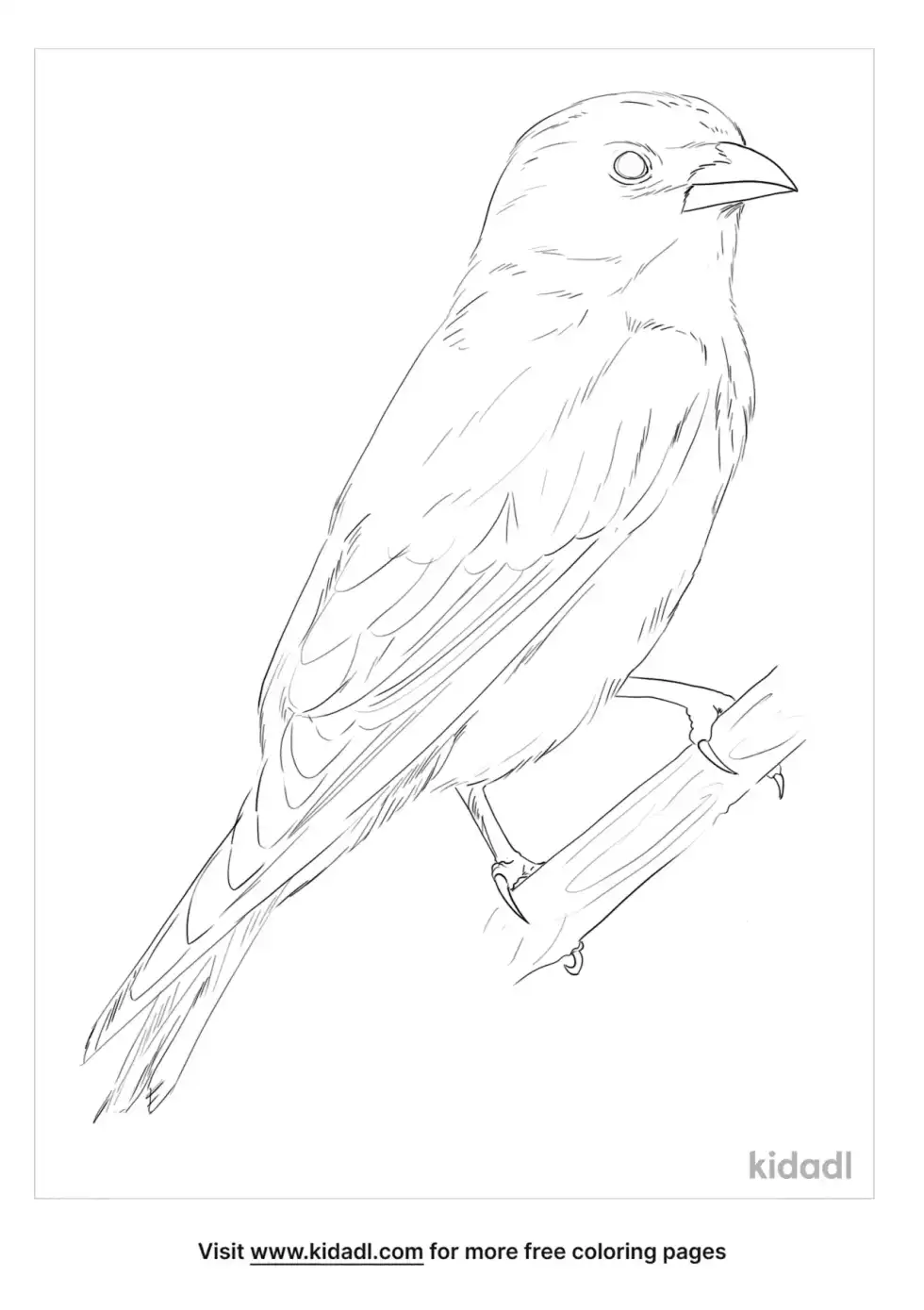 Dusky Woodswallow Coloring Page