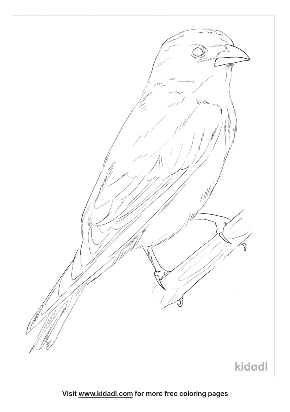 Dusky Woodswallow