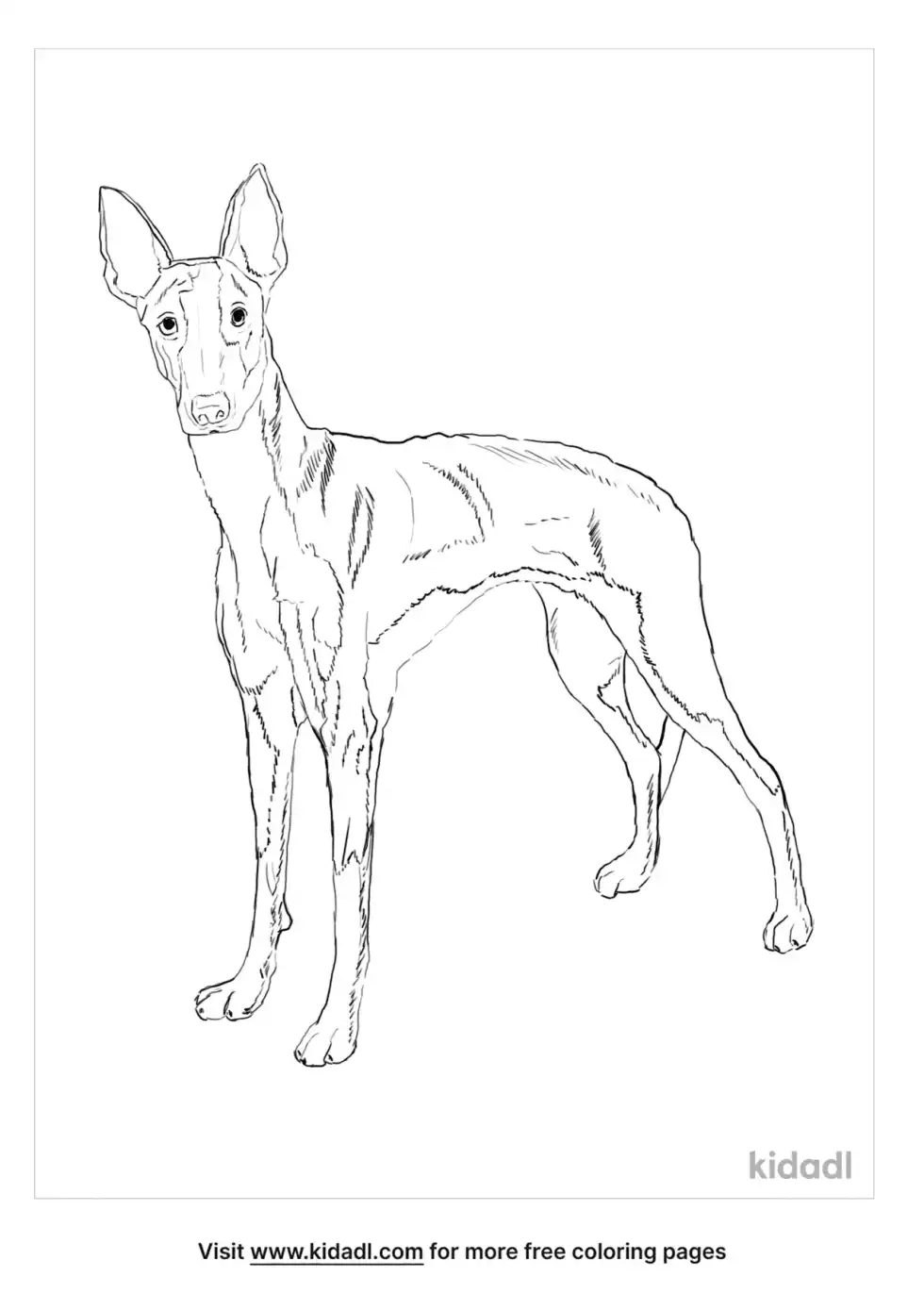 Ibizan Hound Coloring Page