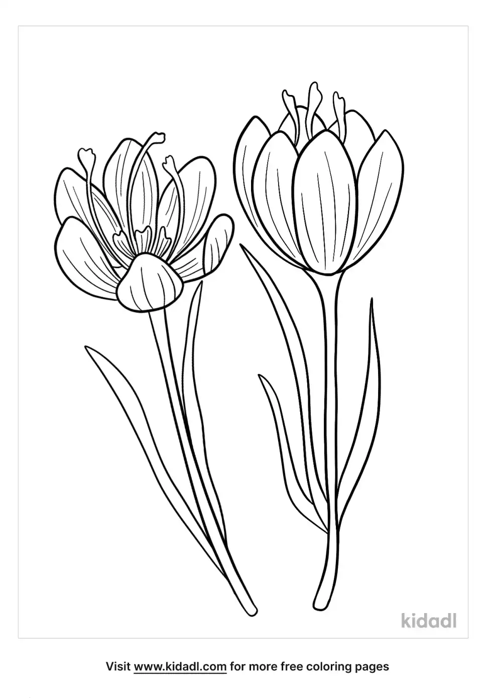 Crocus Coloring Page