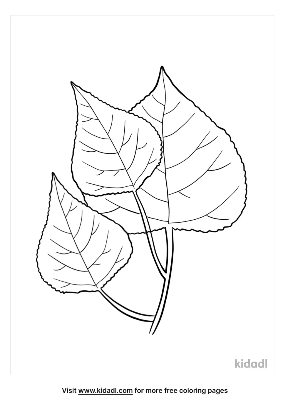 Cottonwood Tree Leaf