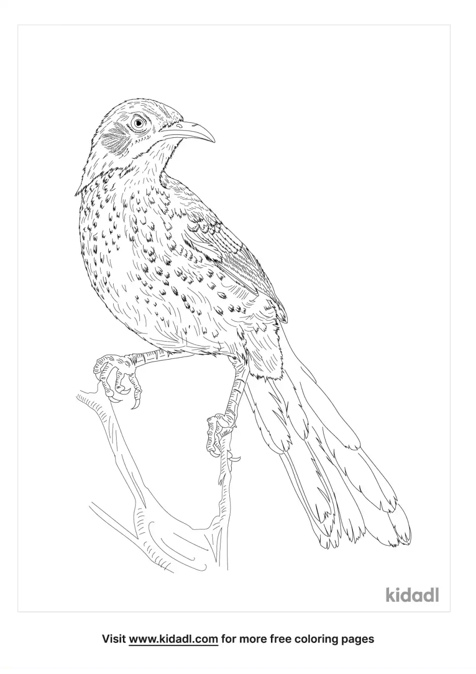 Long-Billed Thrasher Coloring Page