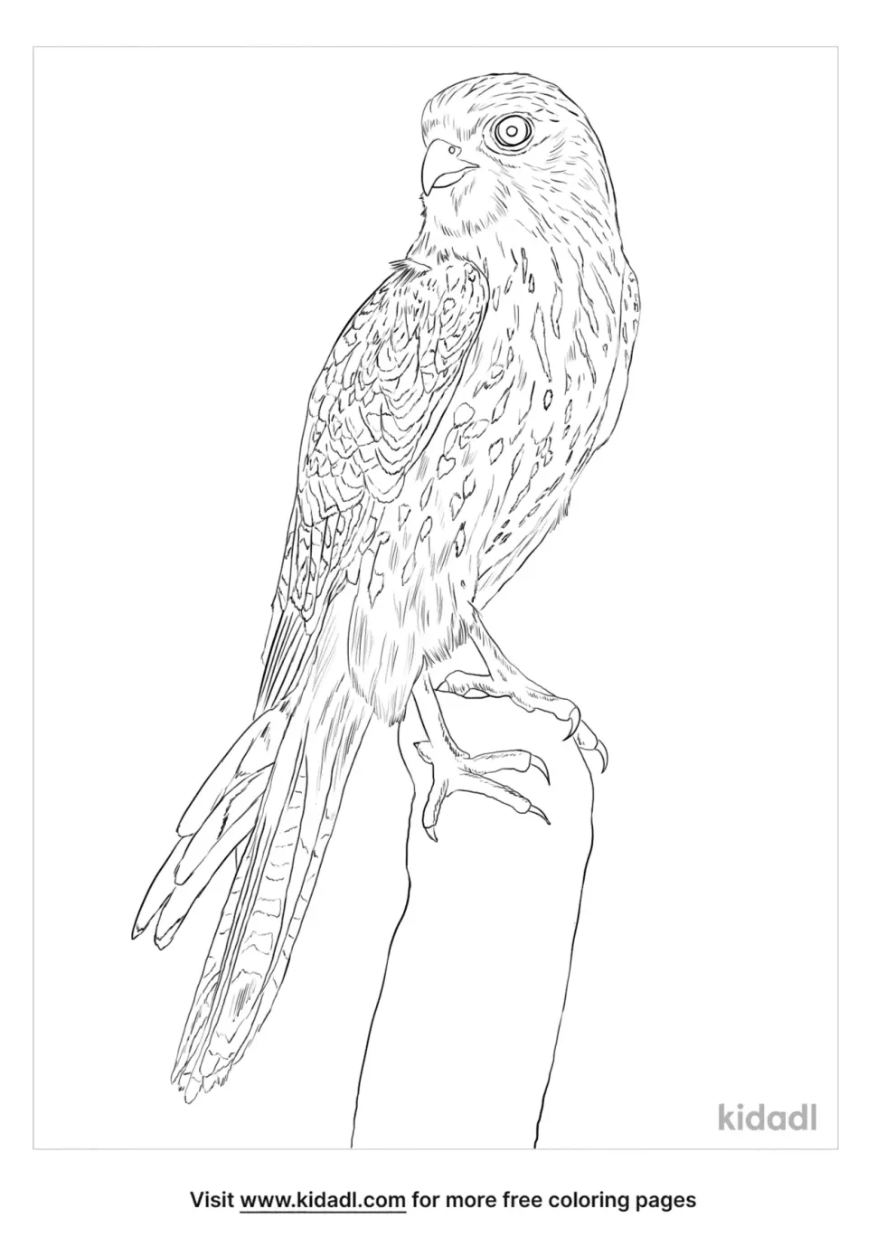 Kestrel Bird