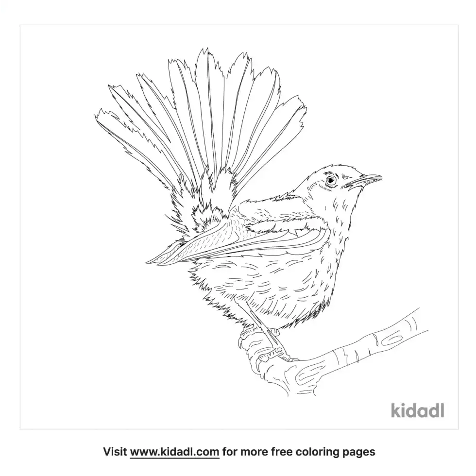 Indian Robin Coloring Page