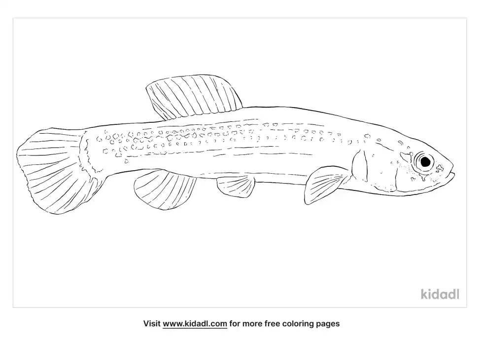 Umbridae Coloring Page