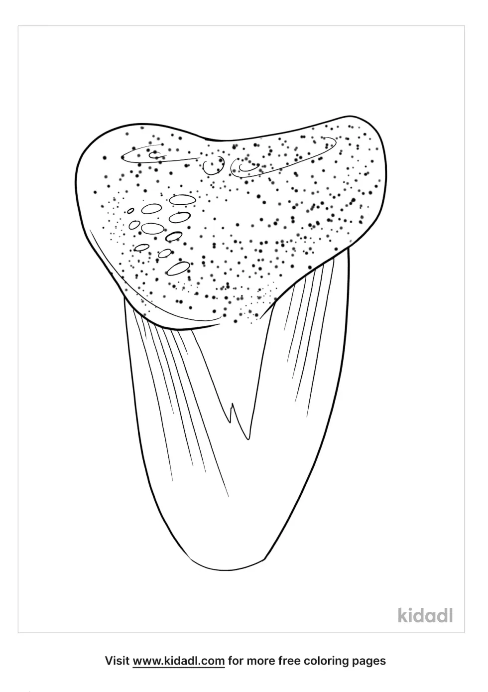 Georgia Shark Tooth Fossil