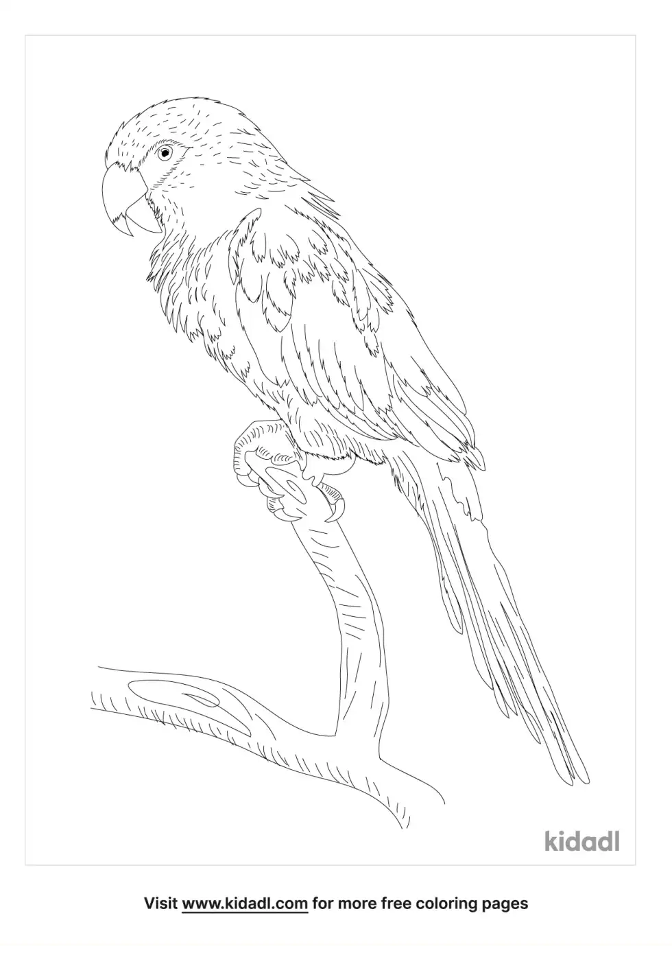 Hahn's Macaw Coloring Page