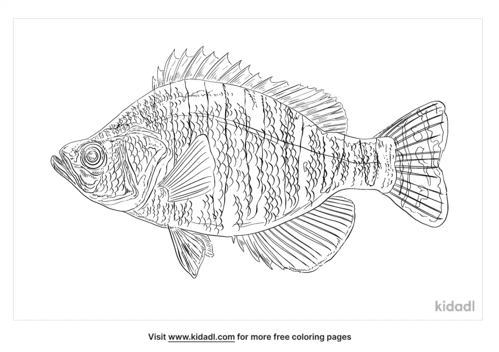 Sheepshead Coloring Page