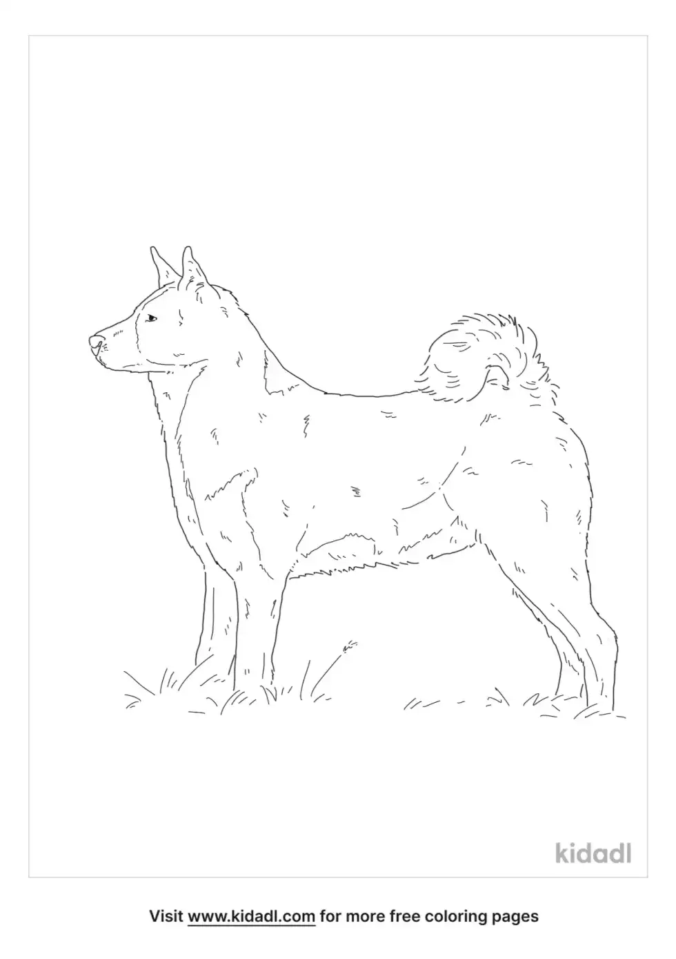 Karelian Bear Dog Coloring Page
